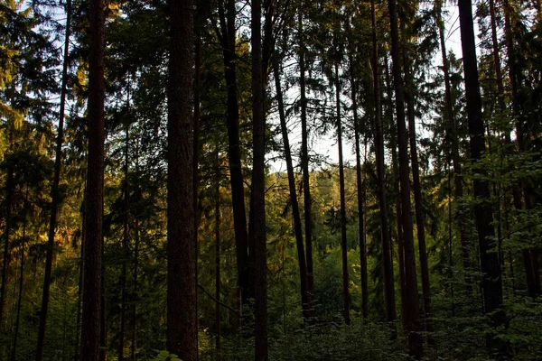 Güzel Yoğun Akşam Orman — Stok fotoğraf