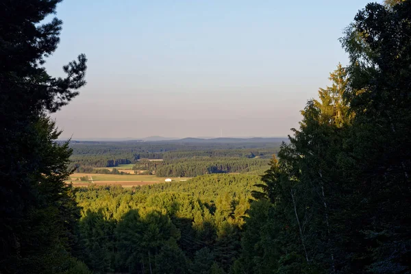 Foresta Densa Luminoso Giorno Soleggiato Dopo Pioggia — Foto Stock