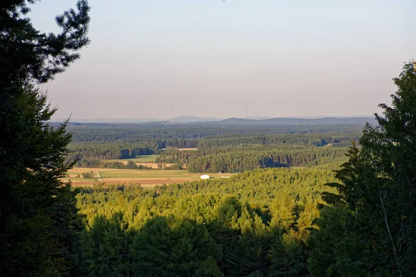 Foresta Densa Luminoso Giorno Soleggiato Dopo Pioggia — Foto Stock