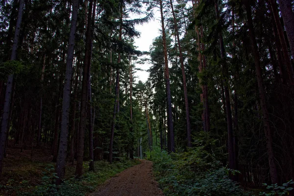 Foresta Densa Luminoso Giorno Soleggiato Dopo Pioggia — Foto Stock