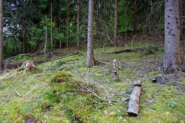 güzel yoğun akşam orman
