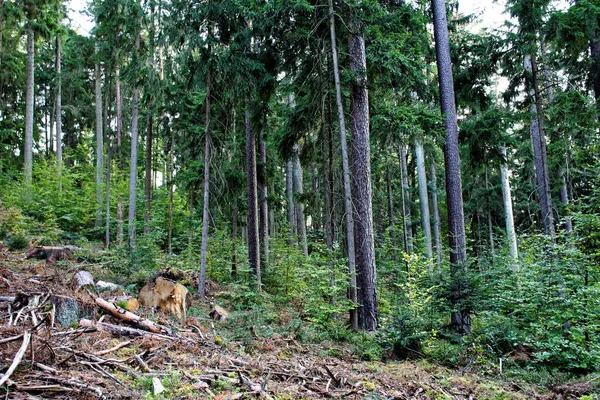 Piękny Gęsty Wieczór Las — Zdjęcie stockowe