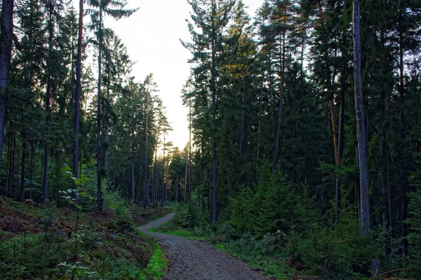 Dichter Wald Einem Strahlend Sonnigen Tag Nach Regen — Stockfoto