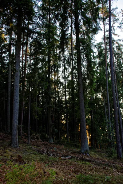 Schöner Dichter Abendwald — Stockfoto