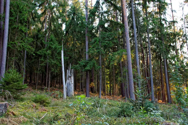 Güzel Yoğun Akşam Orman — Stok fotoğraf