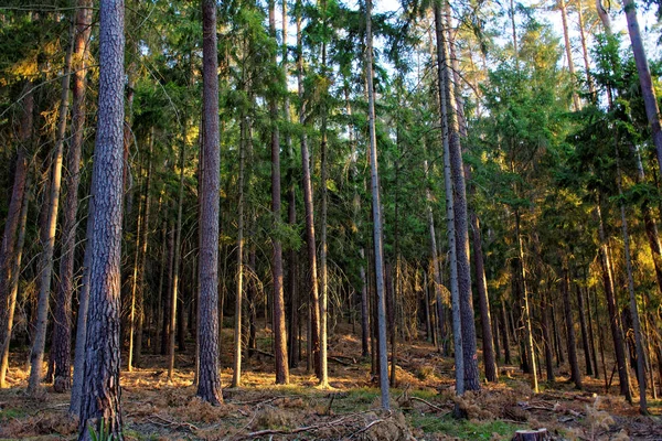 Piękny Gęsty Wieczór Las — Zdjęcie stockowe