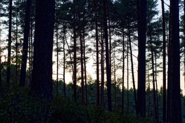 güzel yoğun akşam orman