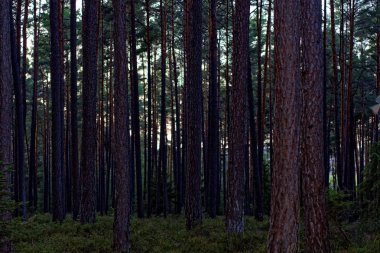 güzel yoğun akşam orman