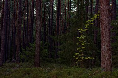 güzel yoğun akşam orman