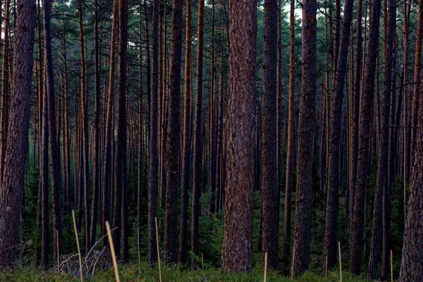 Πανέμορφο Πυκνό Βράδυ Δάσος — Φωτογραφία Αρχείου