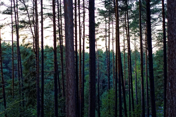 Красивый Густой Вечерний Лес — стоковое фото