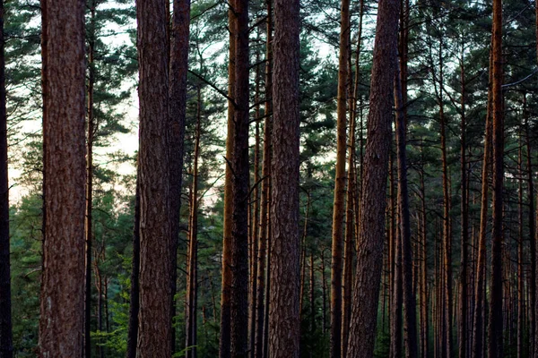 Bela Floresta Densa Noite — Fotografia de Stock