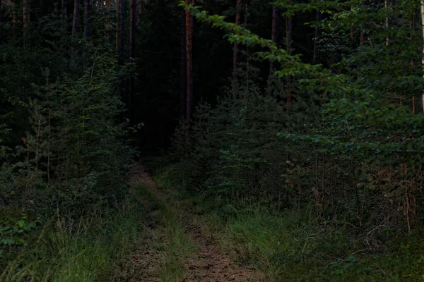 Schöner Dichter Abendwald — Stockfoto