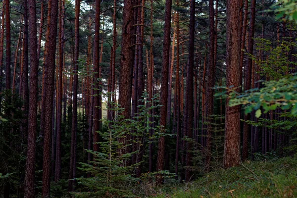 Hermoso Bosque Denso Noche — Foto de Stock