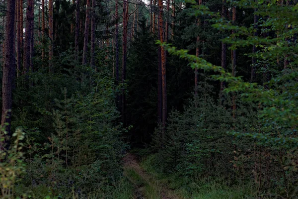 Schöner Dichter Abendwald — Stockfoto