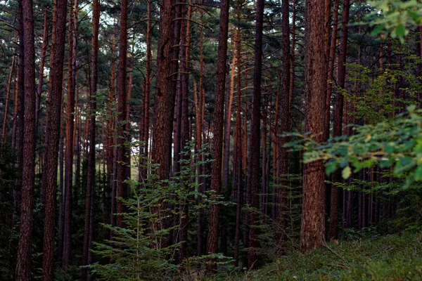 Красивий Щільний Вечірній Ліс — стокове фото