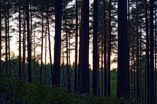 Bela Floresta Densa Noite — Fotografia de Stock