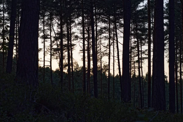 Πανέμορφο Πυκνό Βράδυ Δάσος — Φωτογραφία Αρχείου