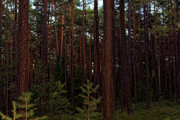 Bela Floresta Densa Noite — Fotografia de Stock