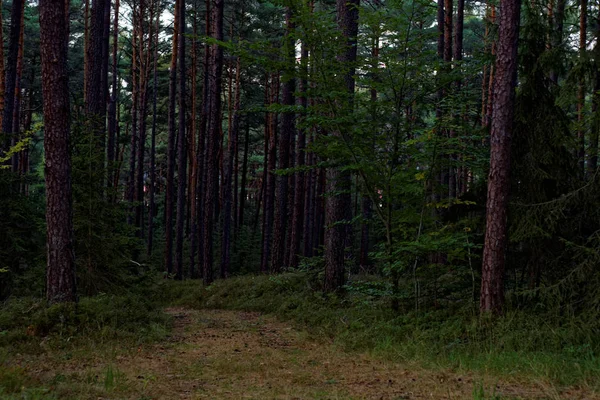 Piękny Gęsty Wieczór Las — Zdjęcie stockowe