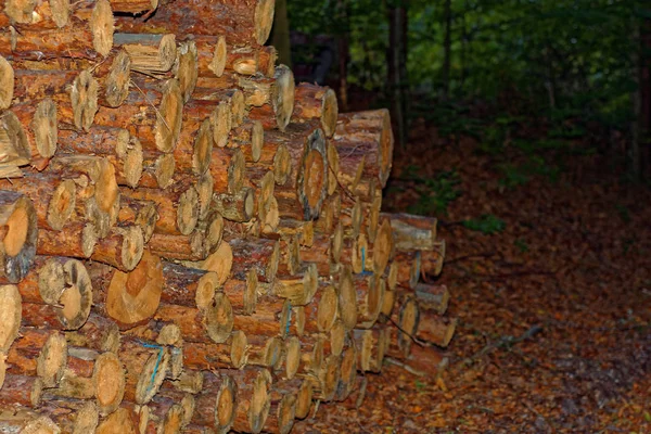 Wyblakane Kłody Drzew Jesiennym Lesie — Zdjęcie stockowe