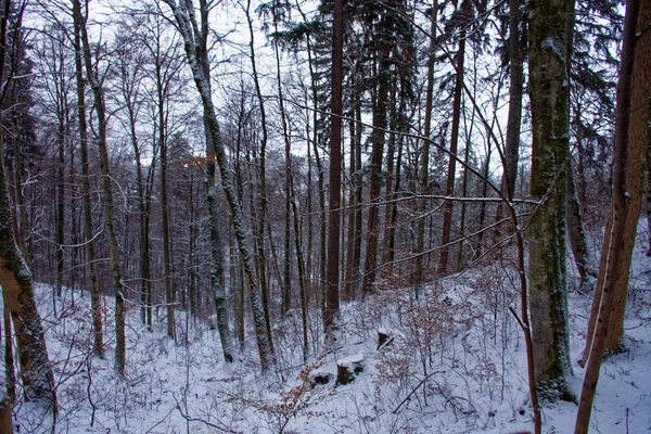 Forests Mountains Schwangau — Stock Photo, Image