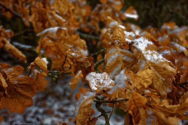 Замерзшие Листья Лесу — стоковое фото