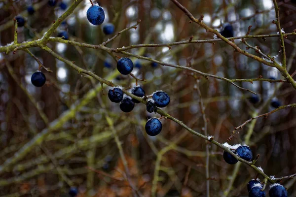 Gefrorene Schlehen Beeren Winter — Stockfoto