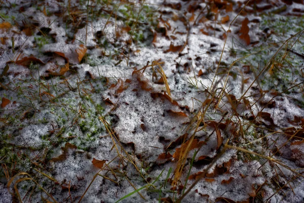 Bevroren Plant Winter — Stockfoto