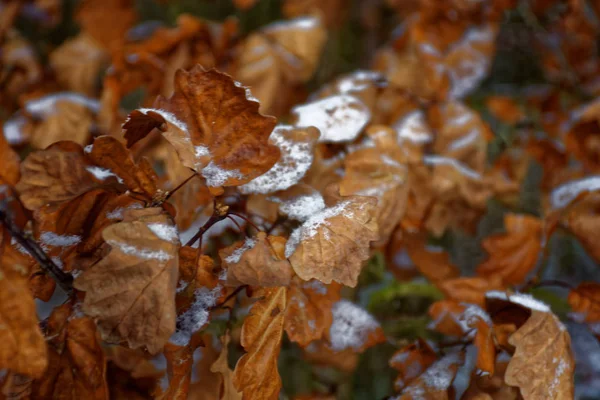 Gefrorenes Laub Wald — Stockfoto