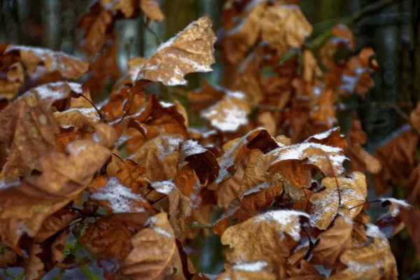 森の中の凍った葉 — ストック写真