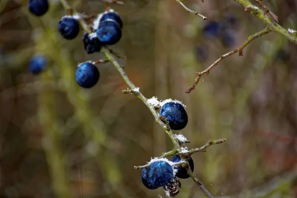 Gefrorene Schlehen Beeren Winter — Stockfoto