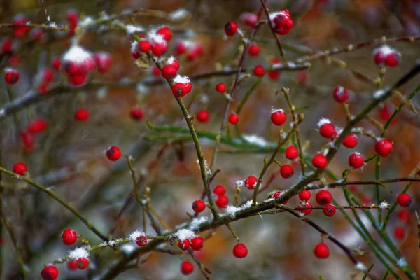 Bevroren Bessen Winter — Stockfoto