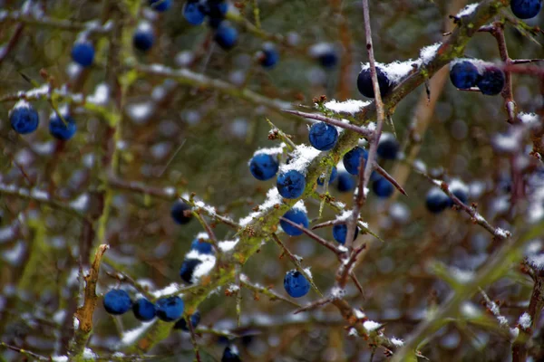 Gefrorene Schlehen Beeren Winter — Stockfoto