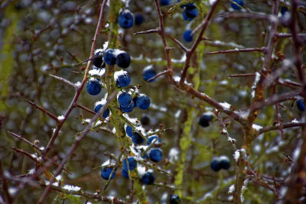 Bayas Congeladas Invierno —  Fotos de Stock