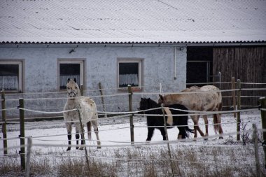 çiftlikte kışın atlar