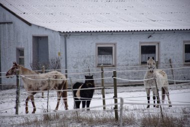 çiftlikte kışın atlar