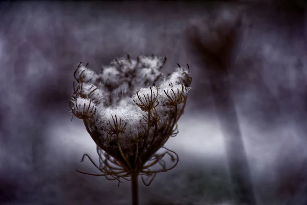 Plante Congelate Iarna — Fotografie, imagine de stoc