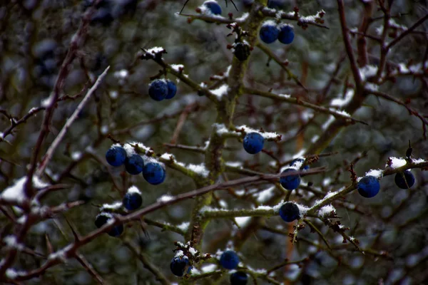 Gefrorene Schlehen Beeren Winter — Stockfoto