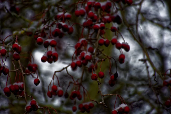 Gefrorene Beeren Winter — Stockfoto