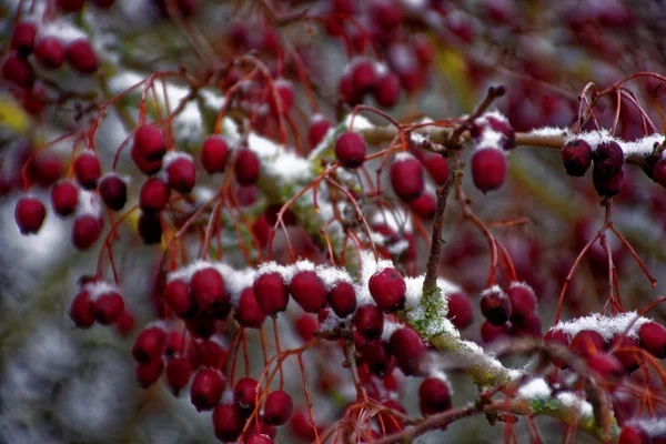 Frozen Berries Winter — Stock Photo, Image