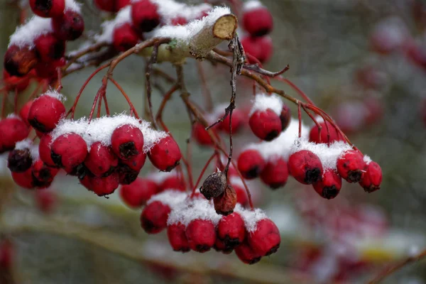 Gefrorene Beeren Winter — Stockfoto