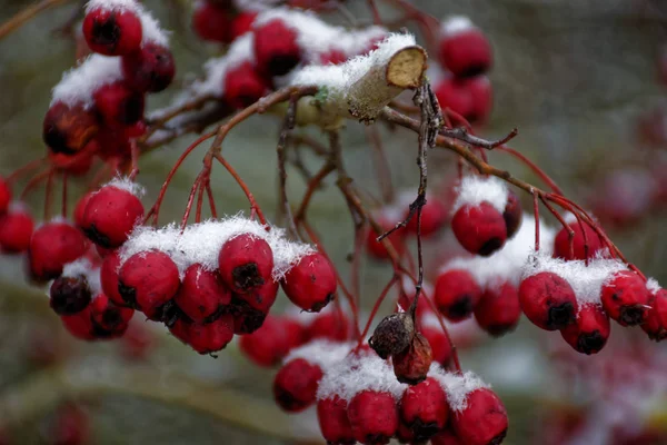 Gefrorene Beeren Winter — Stockfoto