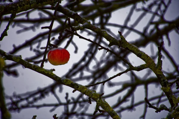 Dondurulmuş Kış Elma Kışın Doğa Karda Donmuş Ağaçlar — Stok fotoğraf