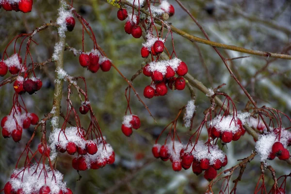 Gefrorene Beeren Winter — Stockfoto