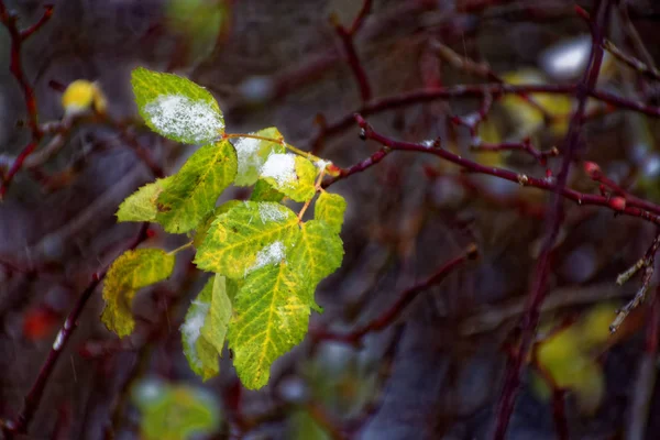 Planta Congelada Inverno — Fotografia de Stock