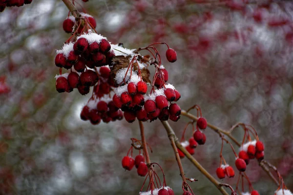 Gefrorene Beeren Winter — Stockfoto