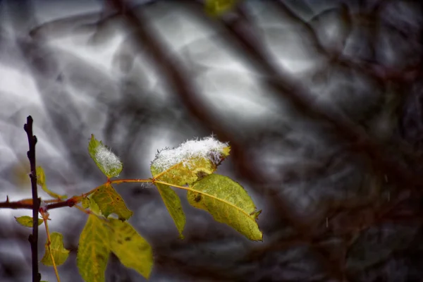 Planta Congelada Inverno — Fotografia de Stock