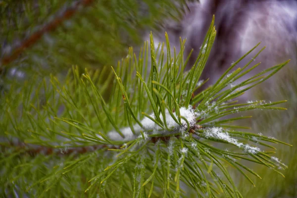 Alberi Invernali Nella Neve — Foto Stock