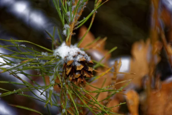 Χειμώνας Και Δέντρα Στο Χιόνι — Φωτογραφία Αρχείου